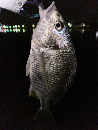 キビレの釣果