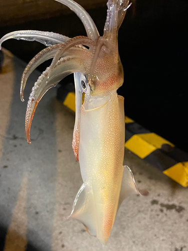 ケンサキイカの釣果