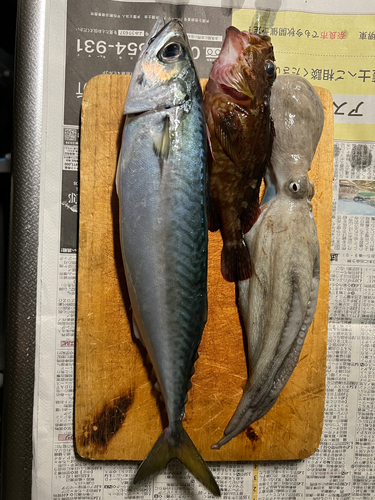 サバの釣果