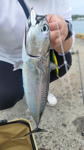 ソウダガツオの釣果