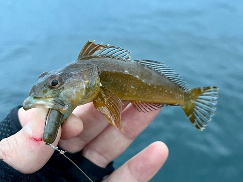 アナハゼの釣果