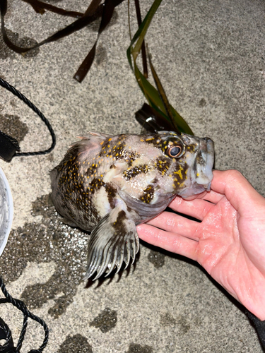 オウゴンムラソイの釣果