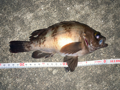 シロメバルの釣果