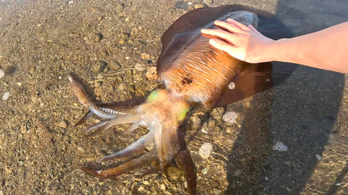 アオリイカの釣果