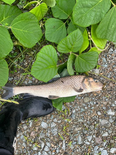 ニゴイの釣果