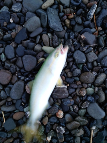 ワカシの釣果