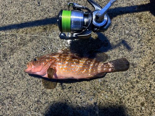 アコウの釣果