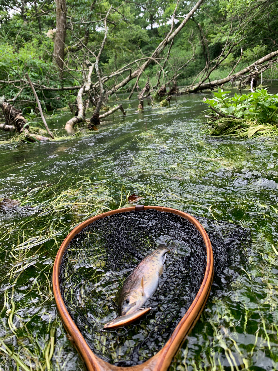 アメマス