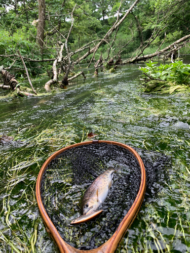 アメマスの釣果