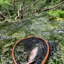 アメマス