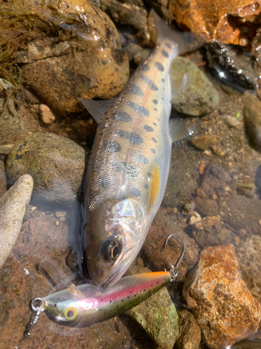 ヤマメの釣果