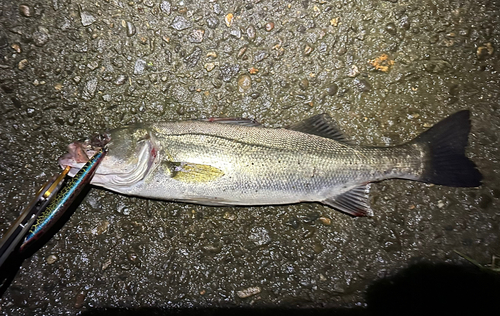 シーバスの釣果