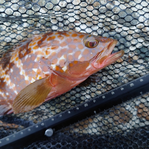 キジハタの釣果