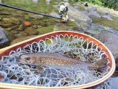 エゾイワナの釣果