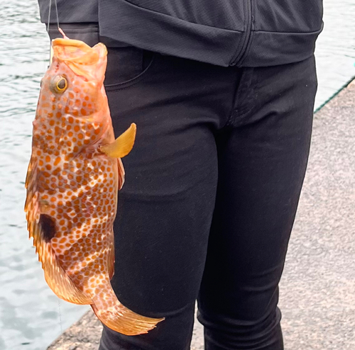 アコウの釣果