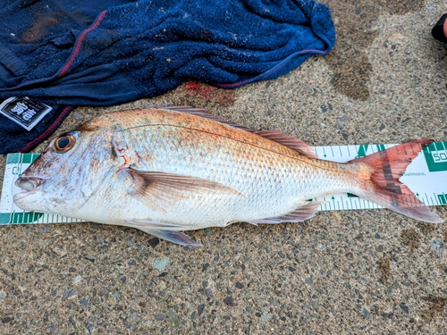 マダイの釣果