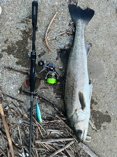 スズキの釣果