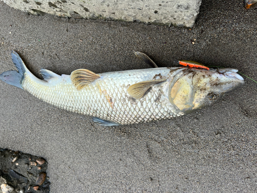 ニゴイの釣果