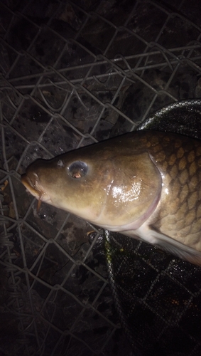 コイの釣果