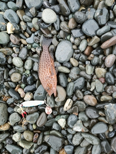 オオモンハタの釣果