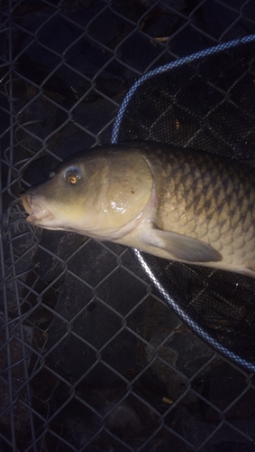 コイの釣果