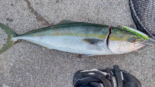 ブリの釣果