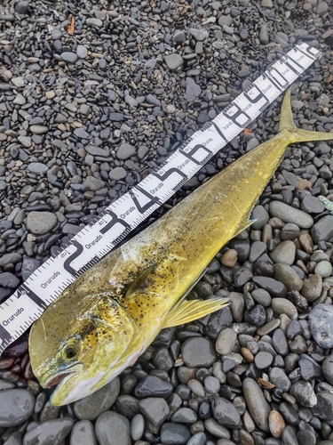 シイラの釣果