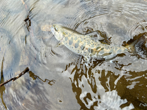 ヤマメの釣果