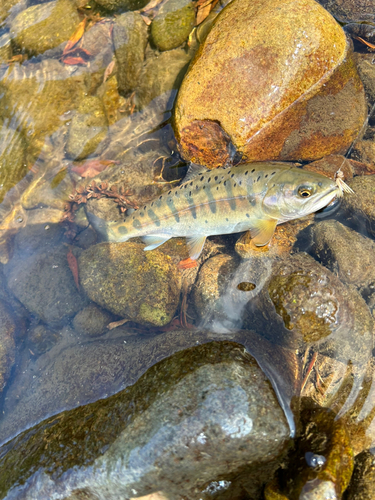 ヤマメの釣果