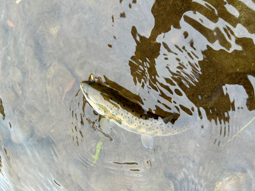 ヤマメの釣果