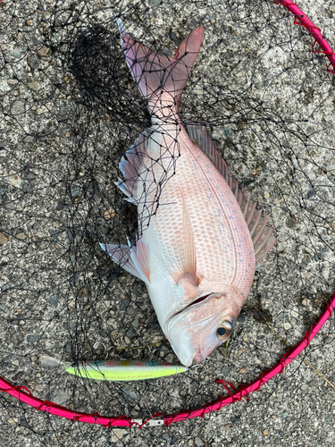 マダイの釣果