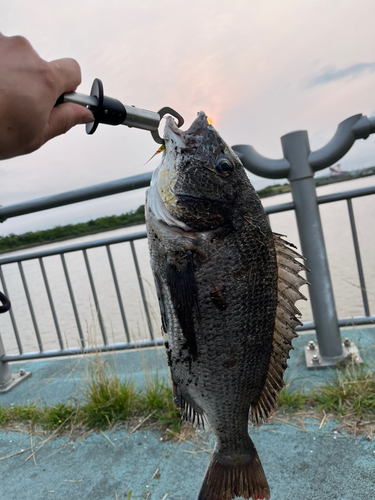 チヌの釣果