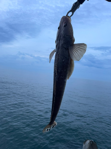 マゴチの釣果