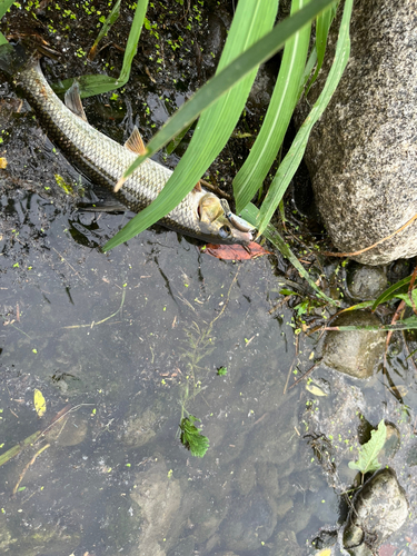 ニゴイの釣果