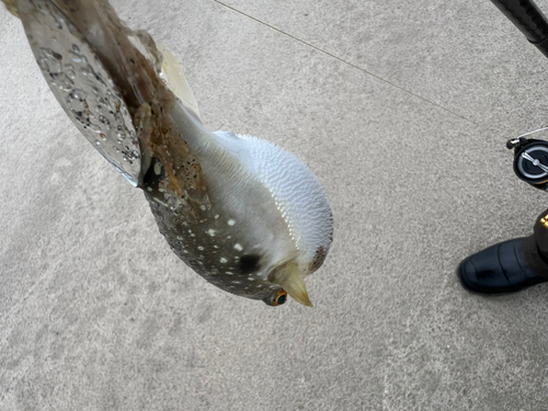 クサフグの釣果