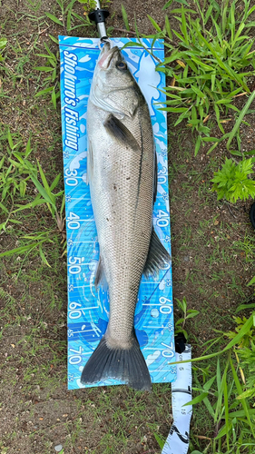 マルスズキの釣果