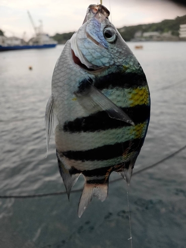 オヤビッチャの釣果