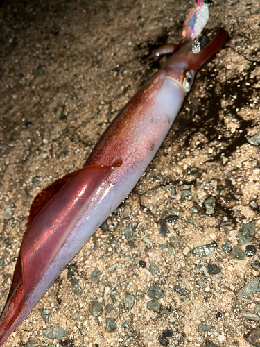 ケンサキイカの釣果