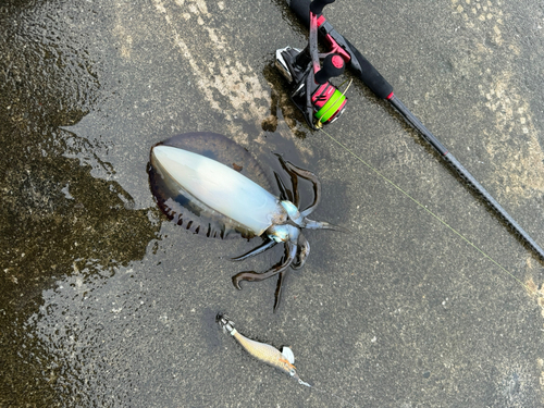 アオリイカの釣果