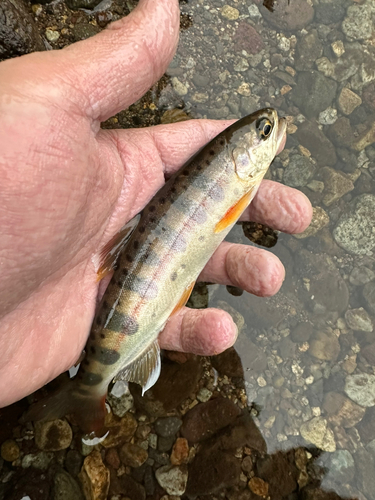 ヤマメの釣果