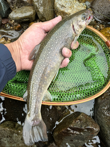 イワナの釣果