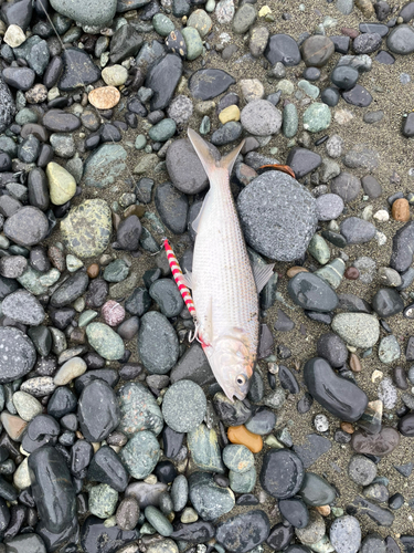 コノシロの釣果