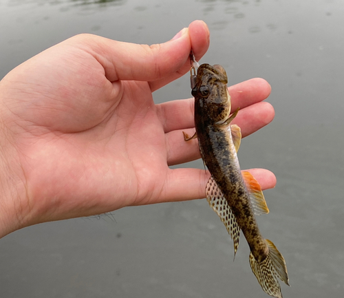 マハゼの釣果