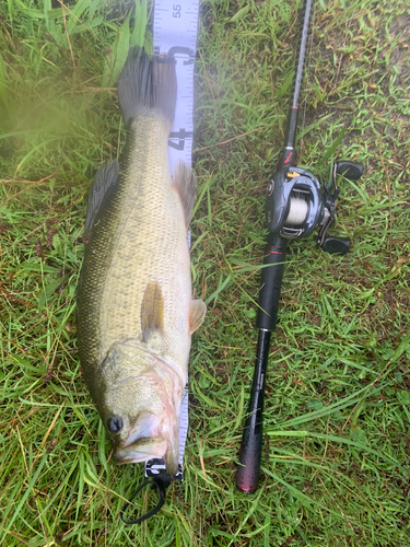 ブラックバスの釣果