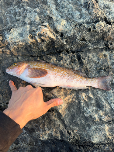 アイナメの釣果