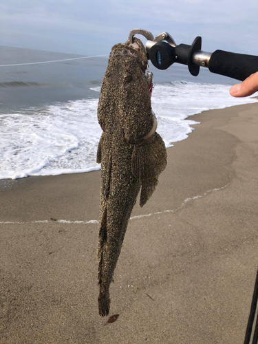 コチの釣果