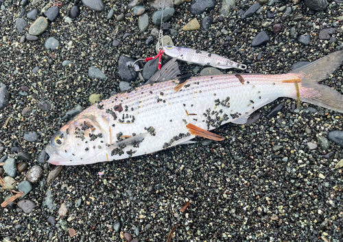 コノシロの釣果