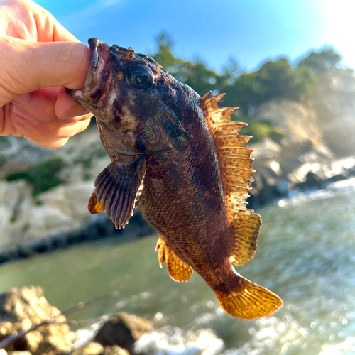 ムラソイの釣果