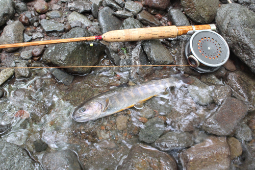 ヤマトイワナの釣果