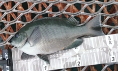 クチブトグレの釣果